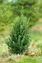 Slika-ch-52.webp