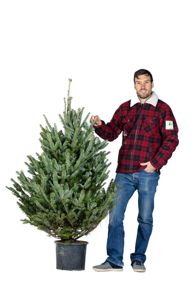 Ecosapin en pot 130-150 cm (1er choix)
