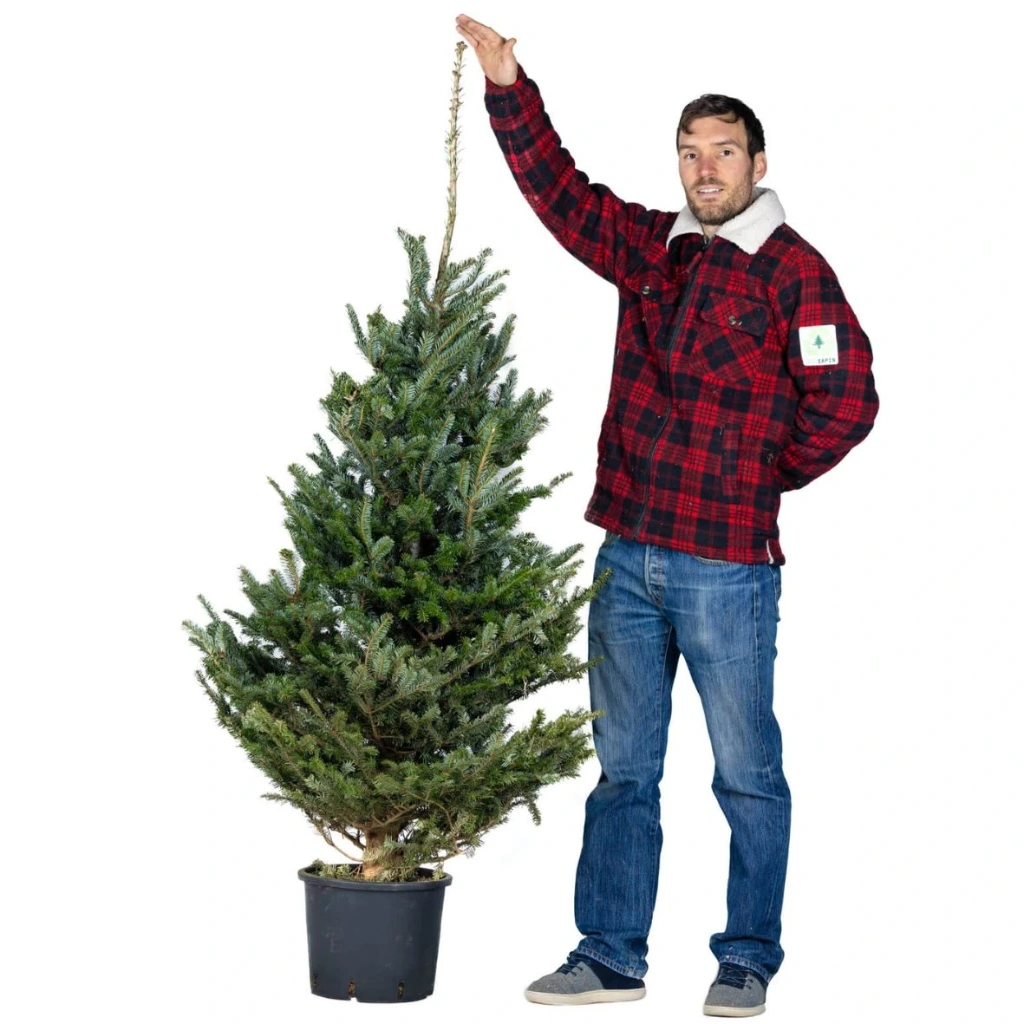 Ecosapin en pot 160-180 cm (1er choix)