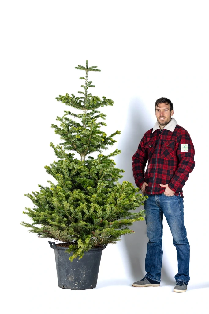 Ecosapin en pot 190-210 cm (1er choix)