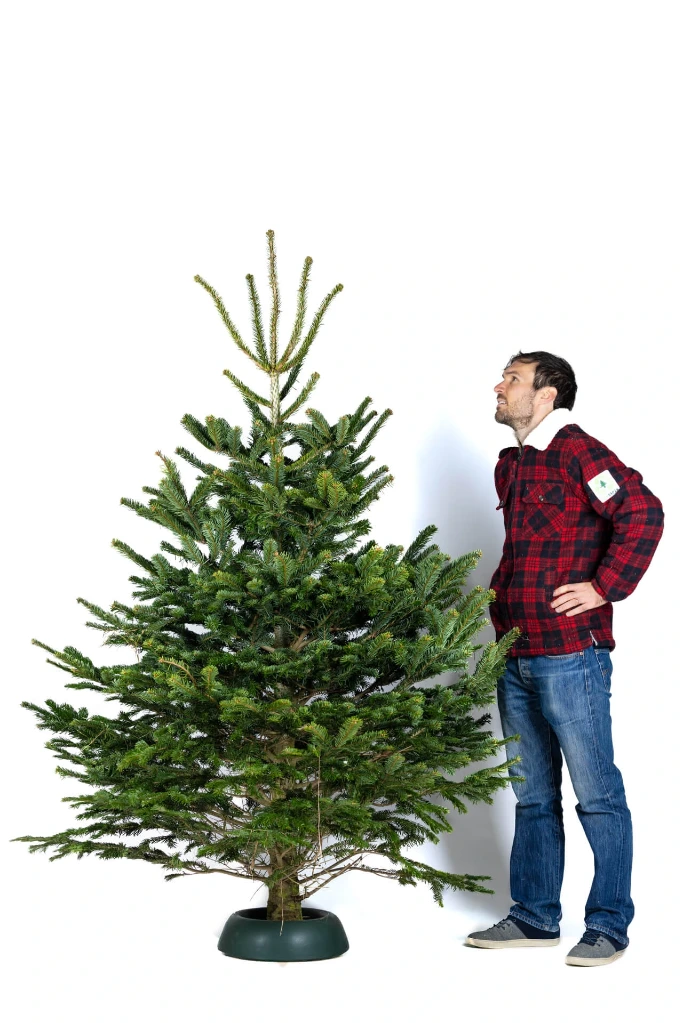 Sapin Suisse coupé (190-210 cm)