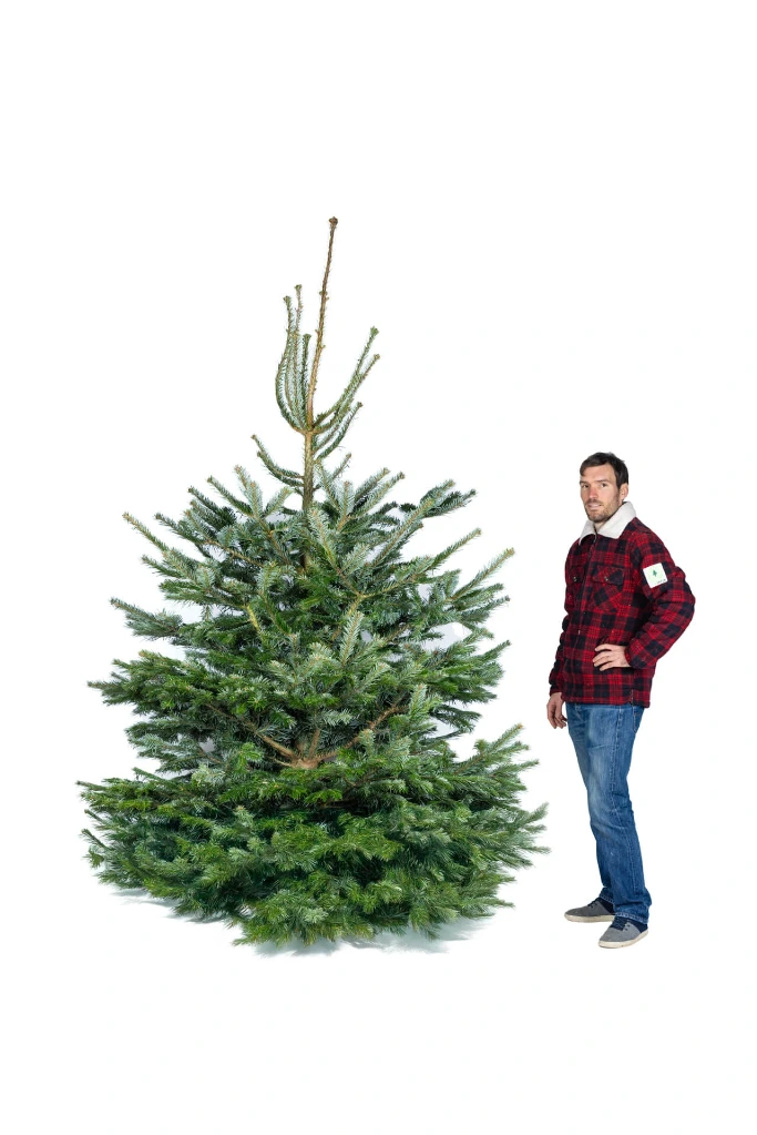 Sapin Suisse coupé (220-250 cm)