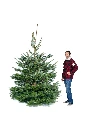 Sapin Suisse coupé (270-300 cm)